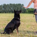 犬が言うことを聞い…