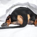 犬の『しっぽ』に絶…