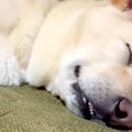 犬の寝顔を撮影する…
