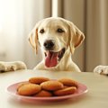 犬が誤飲してしまっ…