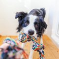 犬との引っ張りっこ…