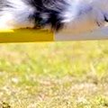 『棒を跳び越える犬…
