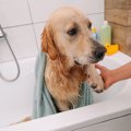犬の散歩後、毎回足…