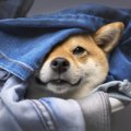 犬が『洗濯物』を好…