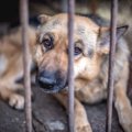 保護施設の犬を恐怖…