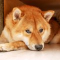 犬が『ソファの下に…