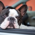 小型犬と車でおでか…