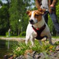 犬との暮らしでのヒ…