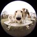 犬のしぐさ・行動か…