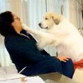 超大型犬が『格下の…