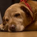 愛犬の様子がおかし…