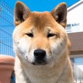 【体験談】私が愛犬…
