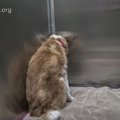 保護した犬には空気…