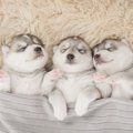 犬が見せる『眠たい…