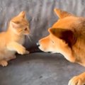 赤ちゃん猫が『はじ…