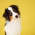 犬は過去の行動を思…