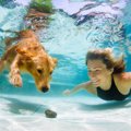 愛犬と水遊びを楽し…