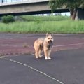 「だるまさんがころ…