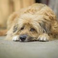捨てられた犬たちが…