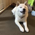 わんぱぱのドッグレ…
