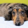 犬を叱ったときに『…