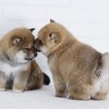 コロコロしているカ…