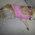 犬のストレスサイン…