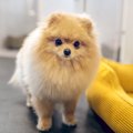 犬はペットホテルで…