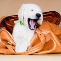 どこでも一緒！犬の…