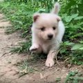 【野良犬】トマト畑…