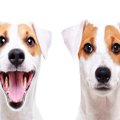 犬が耳をペタンと下…