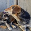 『犬が犬をなめる』…