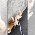 『悪質すぎる犬の煽…