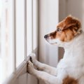 犬が『窓の外を見つ…
