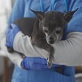 シニア犬が『咳をす…