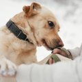 『犬は糖尿病の人が…