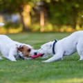 犬にとっての『良い…