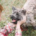 犬の『幸福度』をあ…