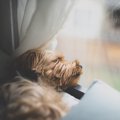 室内犬ならではの『…