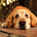 犬が目をウルウルさ…