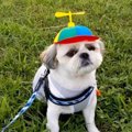 「空飛びたいの？」…