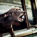 犬が『吠え続ける』4…