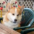 お利口さんで待って…