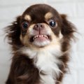 犬が飼い主に敵意を…