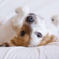 犬が『体をくねくね…