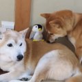誘拐犯はわんこ？！…
