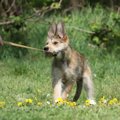 犬が『家に帰りたい…