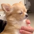 眠たくなってきたチ…
