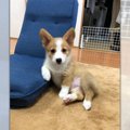 将来はコーギー界の…