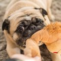犬がおもちゃを噛む…